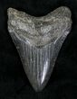 Black Megalodon Tooth - South Carolina #21245-1